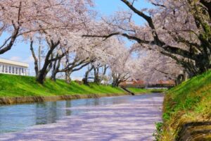 岩倉 五条川　桜並木