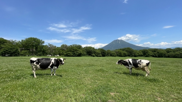 ニセコでワーケーション！旅もしっかりエンジョイできるおすすめ宿まとめ