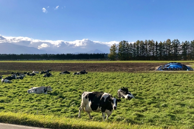 帯広でバイキングが楽しめるホテルまとめ！北海道の幸を贅沢に好きなだけ♪