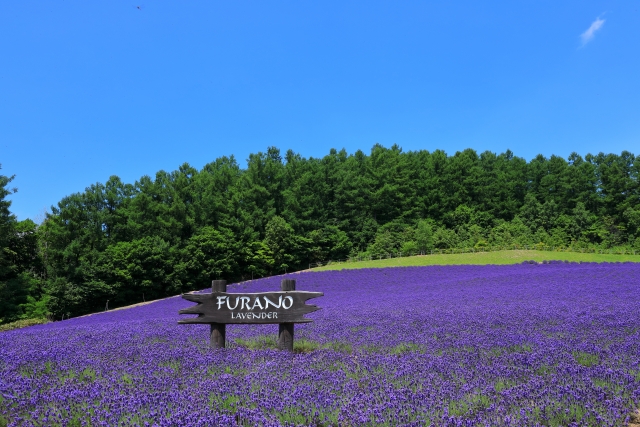 ペットと一緒に富良野旅！星空と大自然を堪能できるペットOKのホテルまとめ